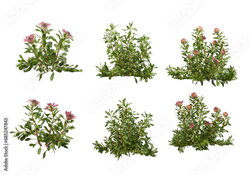 Many plants and flowers on transparent background