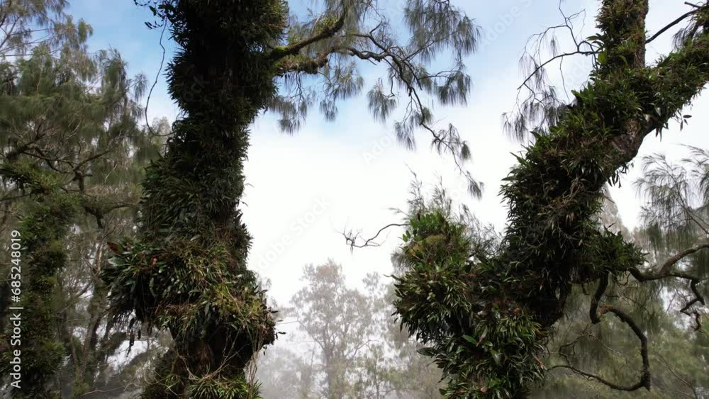 Trunks and branches of trees covered with moss and tropical epiphytes
