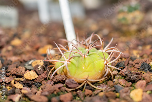 Gymnocalycium Pflanzii cactus in Saint Gallen in Switzerland photo