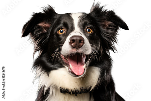 Dog with Tongue Sticking Out Happy Pooch on a White or Clear Surface PNG Transparent Background © Usama