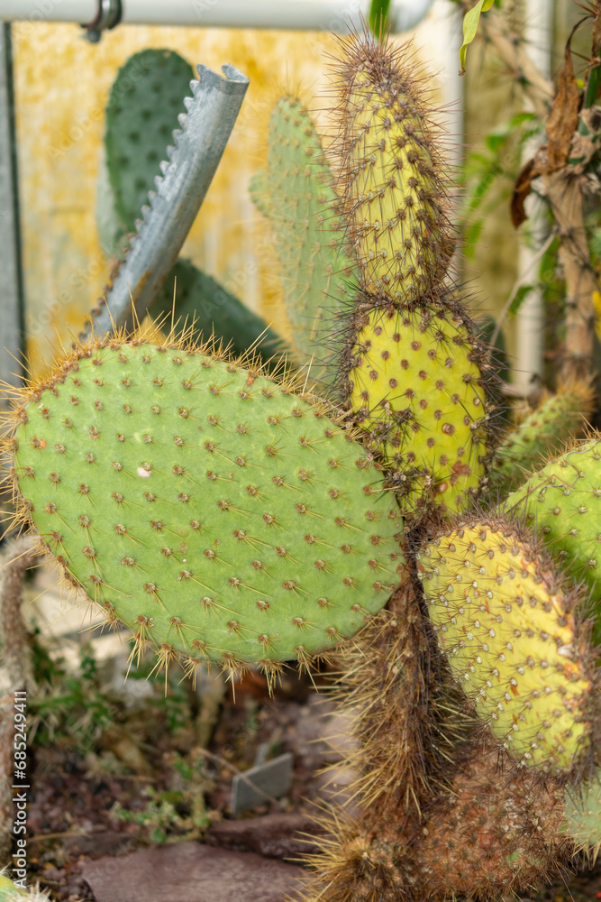 Opuntia Galapageia cactus in Saint Gallen in Switzerland Opuntia Galapageia cactus in Saint Gallen in Switzerland