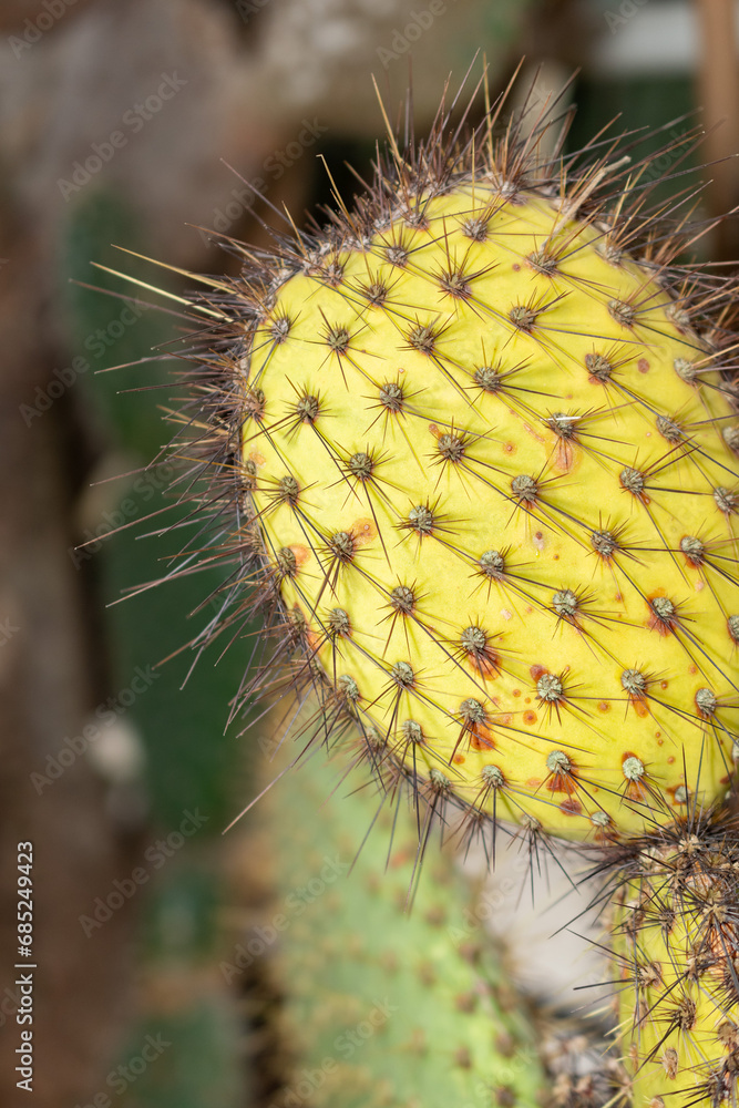 Opuntia Galapageia cactus in Saint Gallen in Switzerland