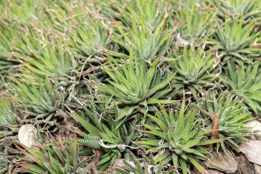 Haworthia Fasciata plant in Saint Gallen in Switzerland Haworthia Fasciata plant in Saint Gallen in Switzerland