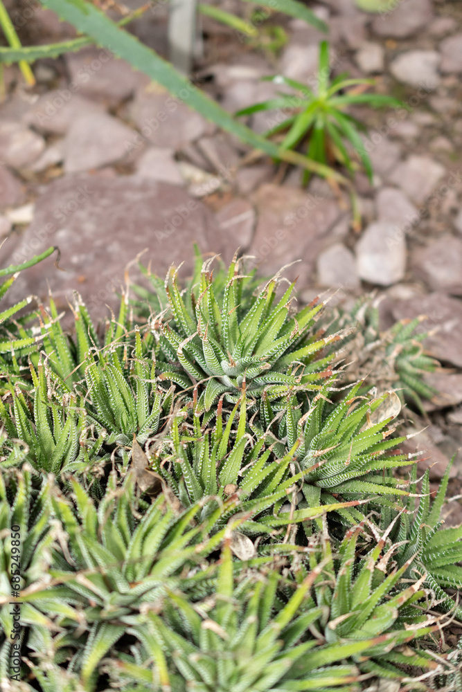 Haworthia Fasciata plant in Saint Gallen in Switzerland Haworthia Fasciata plant in Saint Gallen in Switzerland