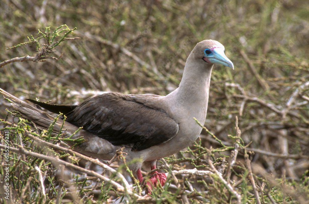 Fou à pieds rouges,.Sula sula , Red footed Booby, Archipel des Galapagos, Equateur Fou à pieds rouges,.Sula sula , Red footed Booby, Archipel des Galapagos, Equateur