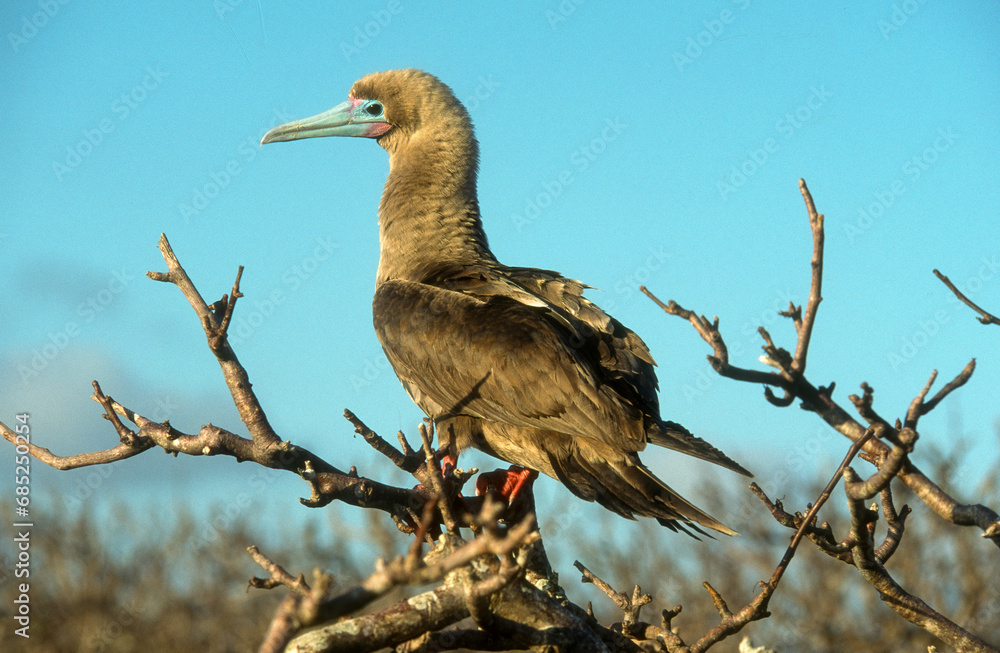 Fototapeta premium Fou à pieds rouges,.Sula sula , Red footed Booby, Archipel des Galapagos, Equateur