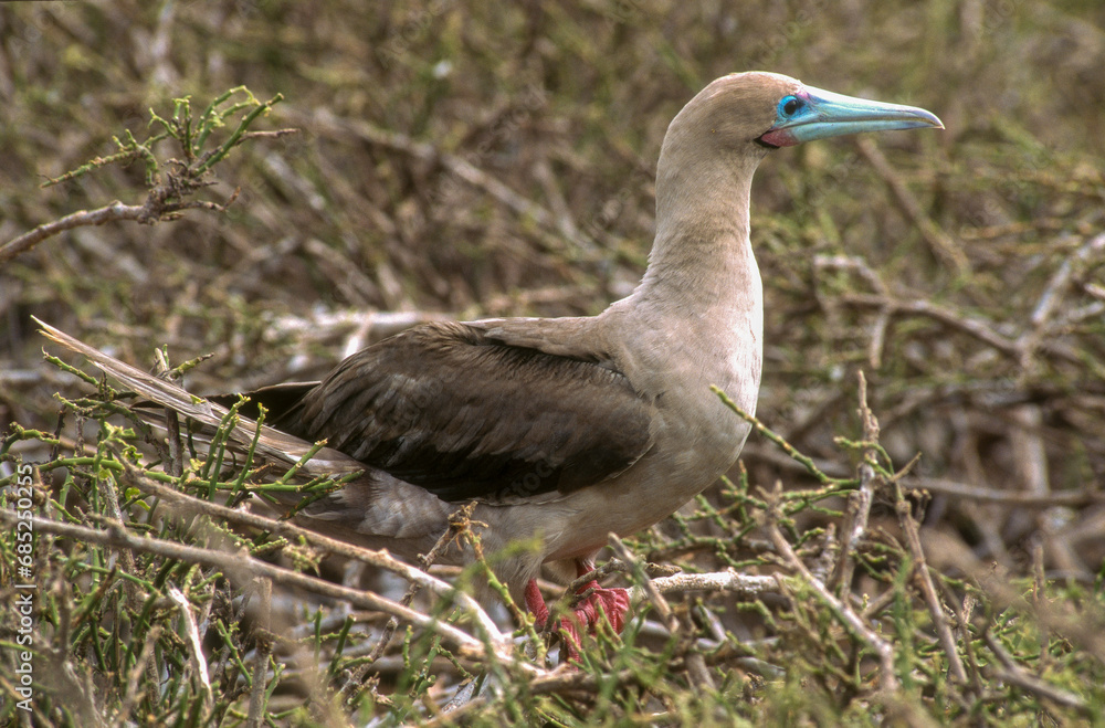 Fou à pieds rouges,.Sula sula , Red footed Booby, Archipel des Galapagos, Equateur Fou à pieds rouges,.Sula sula , Red footed Booby, Archipel des Galapagos, Equateur