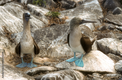 Fou à pieds bleus, .Sula nebouxii, Blue footed Booby, Archipel des Galapagos photo