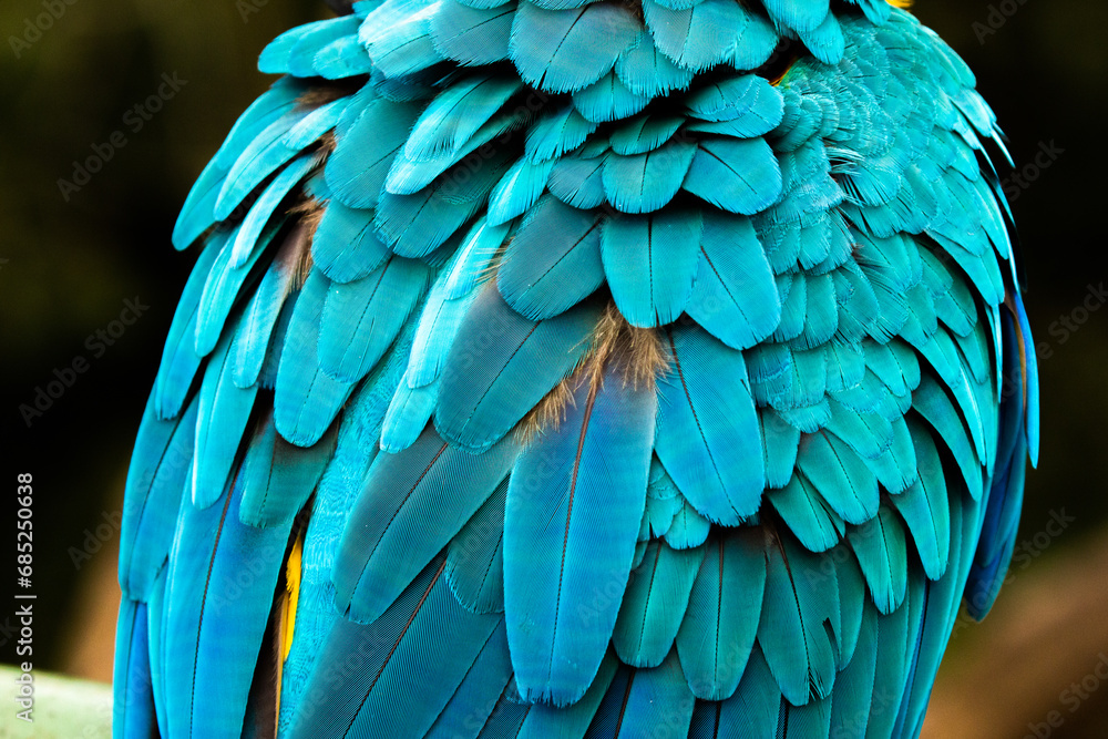 Fototapeta premium blue and yellow macaw (ara arauna) close up in bolivia