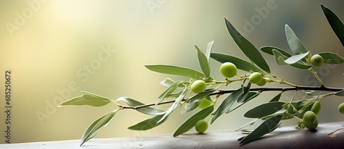 Mediterranean olive branch with leaves. Smokey, grisaille artistic still life for cooking, food, vacation banner, card. Healthy food allied with beautiful, natural shades. Copy space. Nobody. photo