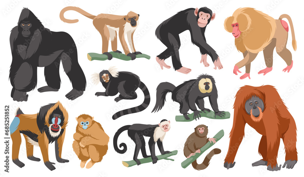 Cartoon different breeds monkeys. Funny exotic animals, tropical wildlife, various mammal primates, gorilla and orangutan, chimpanzee, gorilla and mandrill. Jungle inhabitants tidy vector set