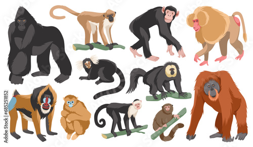 Cartoon different breeds monkeys. Funny exotic animals, tropical wildlife, various mammal primates, gorilla and orangutan, chimpanzee, gorilla and mandrill. Jungle inhabitants tidy vector set photo