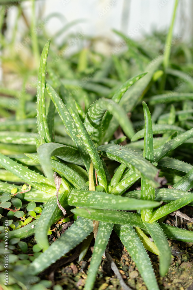 Aloe Ellenbeckii plant in Saint Gallen in Switzerland Aloe Ellenbeckii plant in Saint Gallen in Switzerland