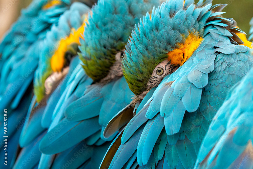 Obraz premium blue and yellow macaw (ara arauna) close up in bolivia