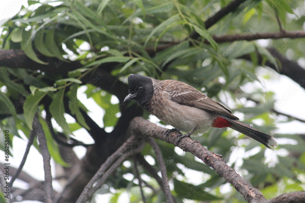 Red-vented bulbul sitting on the green tree branch Red-vented bulbul sitting on the green tree branch