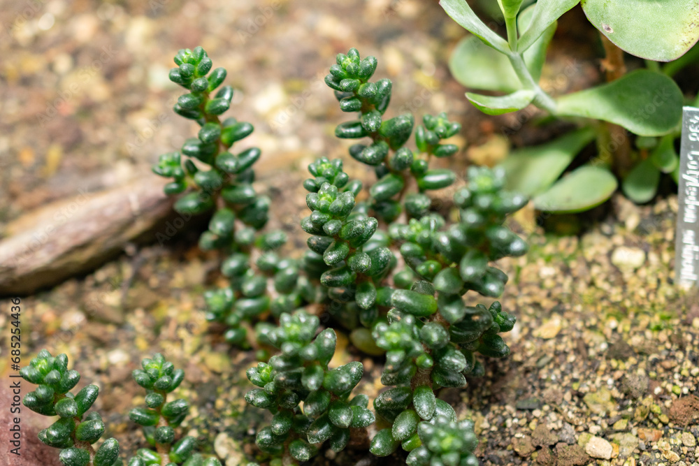 Sedum Furfuraceum plant in Saint Gallen in Switzerland Sedum Furfuraceum plant in Saint Gallen in Switzerland