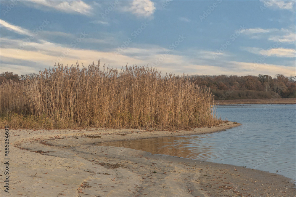 The curve of a sandy beach with reeds The curve of a sandy beach with reeds