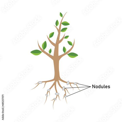 Bacteria nodules of roots diagram. Scientific resources for teachers and students. Vector illustration isolated on white background.