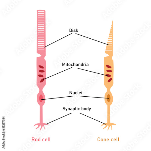 The cone and rod photoreceptors. Synaptic body, nuclei, mitochondria and disk. Outer and inner segment. Scientific resources for teachers and students.