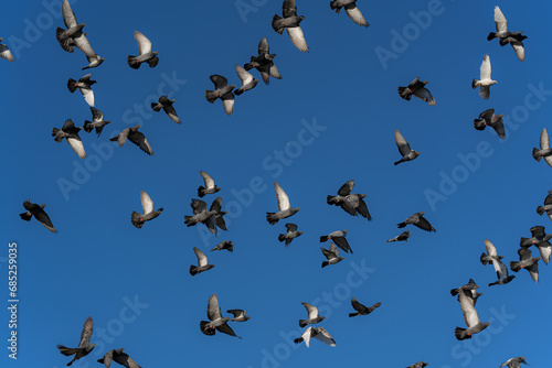 Full sky with a birds. Flock of the pigeons in the sky © Gints 