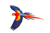 Colorful flying parrot isolated on transparent background png file
