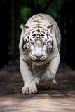 brave white tiger in the mysterious jungle