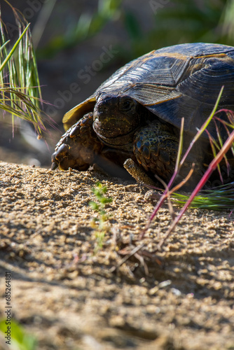 Turtle Basks in Sunlight on Sandy Retreat