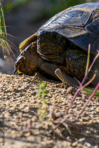 Turtle Basks in Sunlight on Sandy Retreat