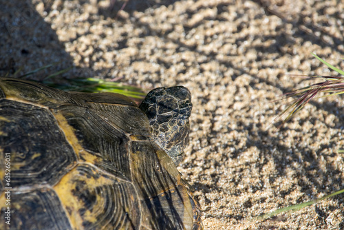 Turtle Basks in Sunlight on Sandy Retreat