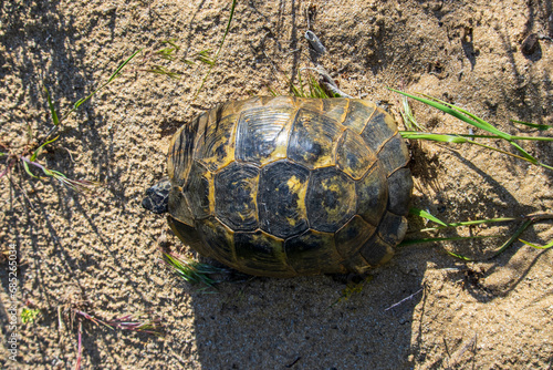 Turtle Basks in Sunlight on Sandy Retreat