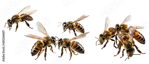 Bees. Set. Isolated on white background photo