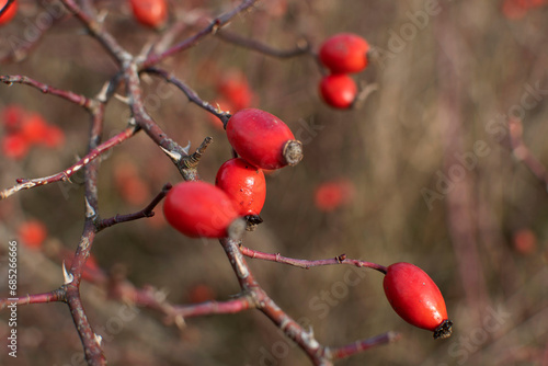 Close up of wild rosehip berries on branches 