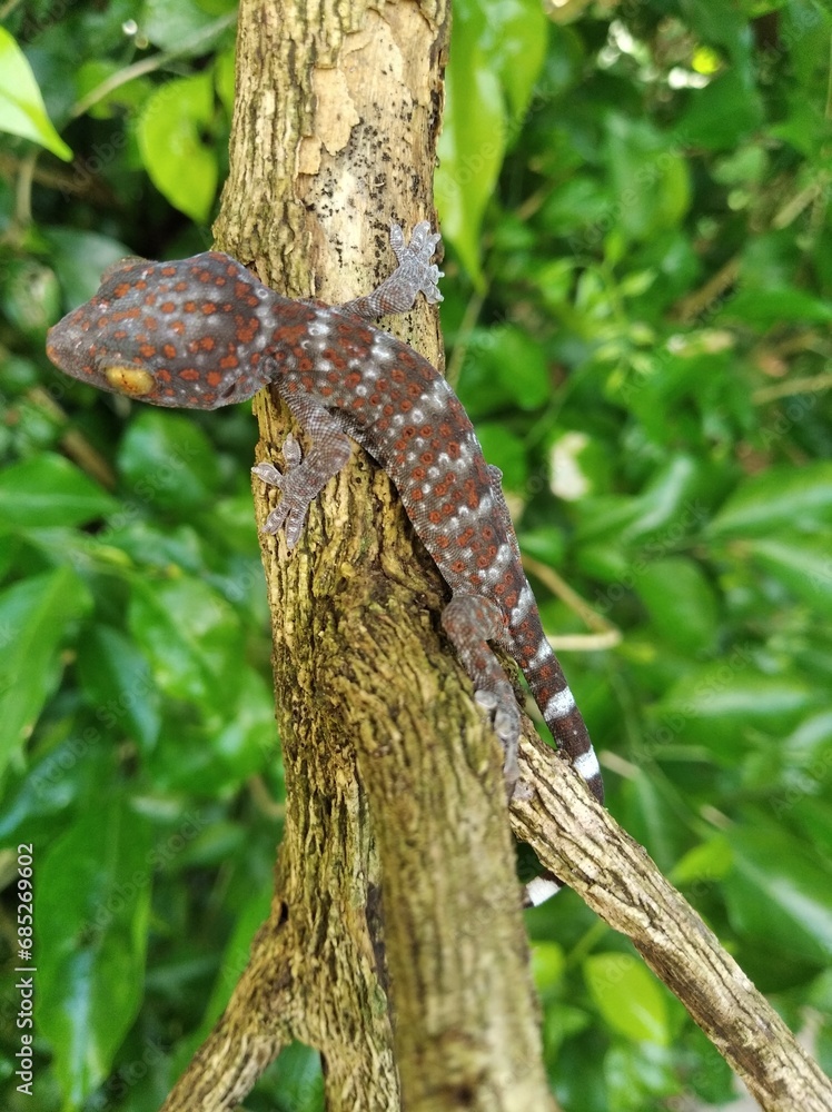 Closeup Gecko on nature background, closeup of animal, gecko lizard Closeup Gecko on nature background, closeup of animal, gecko lizard