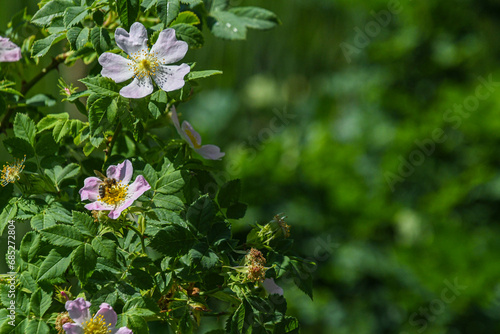 Eine Wespe an einer Hundsrose mit rosa Blüten