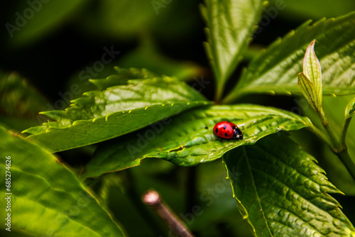 Ladybug crawls on a large green leaf © Vladimir Bartel