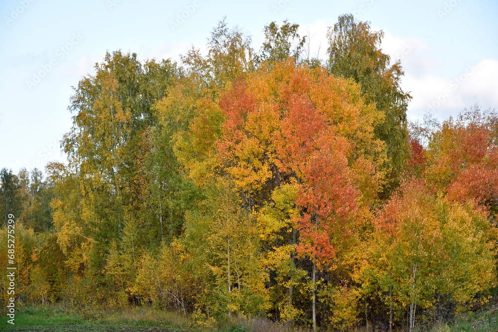 Yellow-green autumn beautiful forest in the afternoon. Beautiful golden forest next to the road. Yellow-green autumn beautiful forest in the afternoon. Beautiful golden forest next to the road.