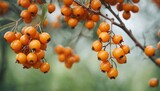  a close up of a bunch of berries on a tree branch with green leaves and a blurry background of leaves and branches in the foreground of a blurry background.