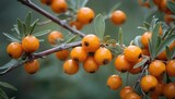  a close up of a bunch of orange berries on a tree branch with green leaves and a blurry background of leaves and branches in the foreground is a blurry background.