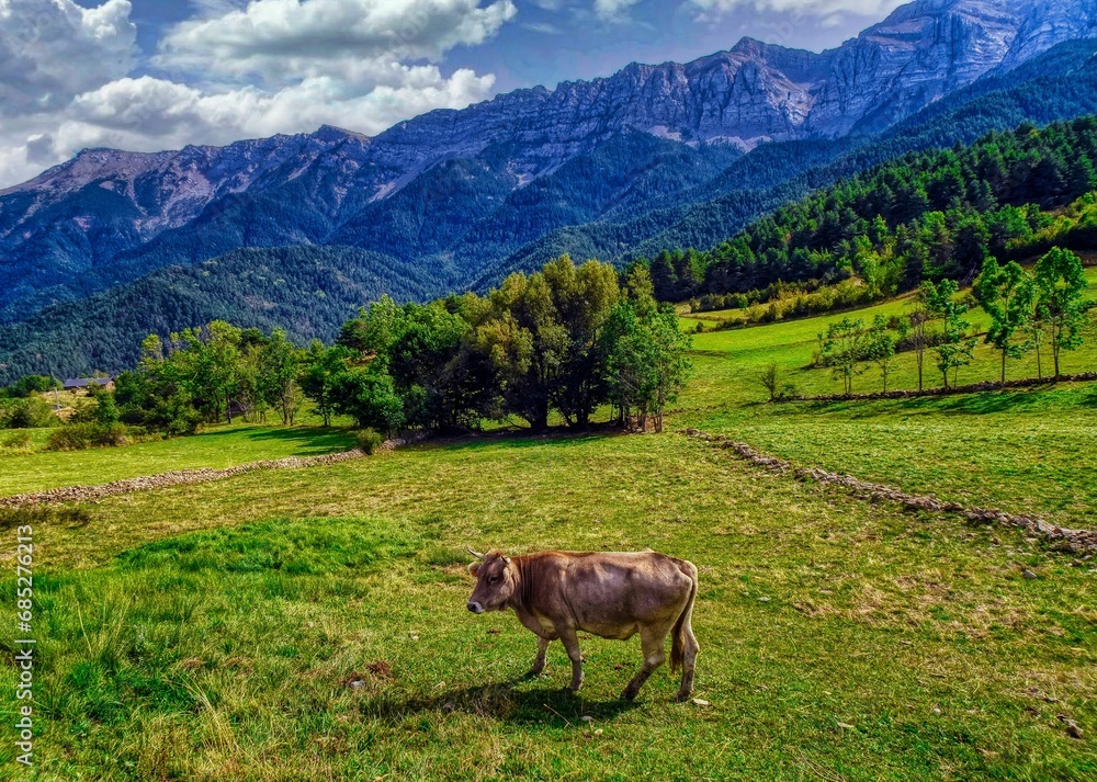 Estana -  Prat Cadí (vaca) - Baixa Cerdanya
