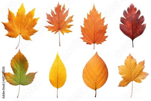 Set and collection of beautiful autumn leaves isolated on white background photo