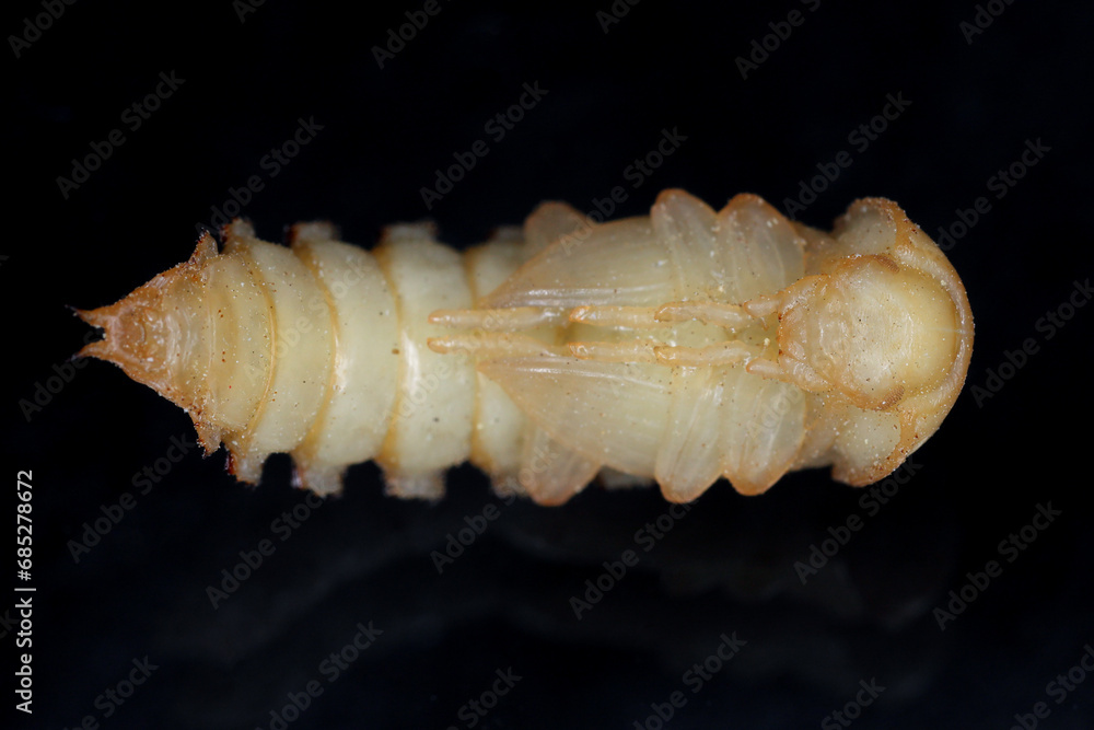 Naklejka premium Mealworm Beetle pupa - Tenebrio molitor on black Background.