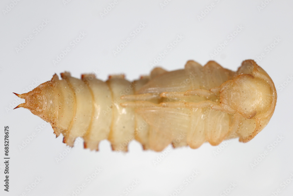 Naklejka premium Mealworm Tenebrio molitor beetle pupa on a grey background.