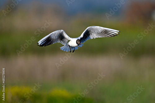 Lachmöwe // Black-headed gull (Chroicocephalus ridibundus / Larus ridibundus) © bennytrapp