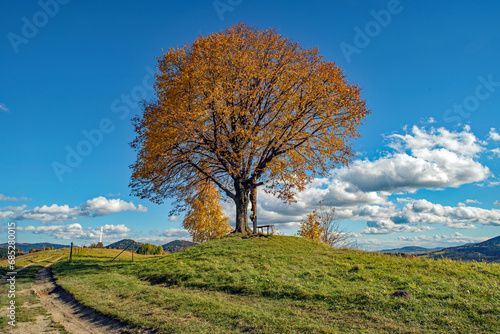 Fototapeta Naklejka Na Ścianę i Meble -  Krzyż na Dziale