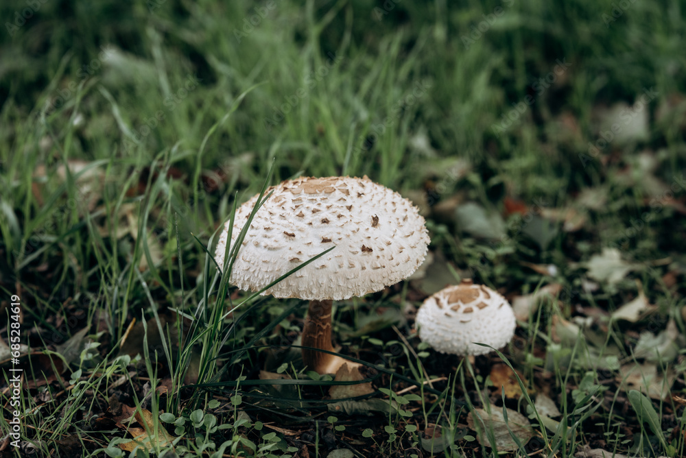 Specimen of Macrolepiota procera or Parasol mushroom, size compared to big kitchen knife, top view, natural habitat, autumn time Specimen of Macrolepiota procera or Parasol mushroom, size compared to big kitchen knife, top view, natural habitat, autumn time