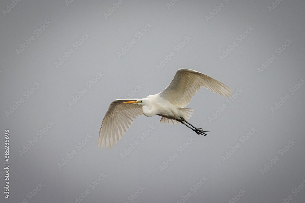 Fototapeta premium The Great egret in flight. The large egret flies in the grey sky. The great egret is a large heron with all-white plumage.