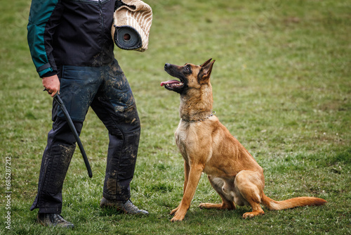 Animal obedience training. Belgian malinois dog is doing bite and defense work with police dog handler