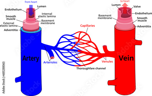 Diagram of blood vessel structures and arteries, veins, and capillaries. Vector illustration.
