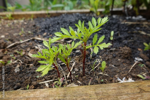 tagete plant sprouting in the fertile soil, tagete seeds germinating in the garden