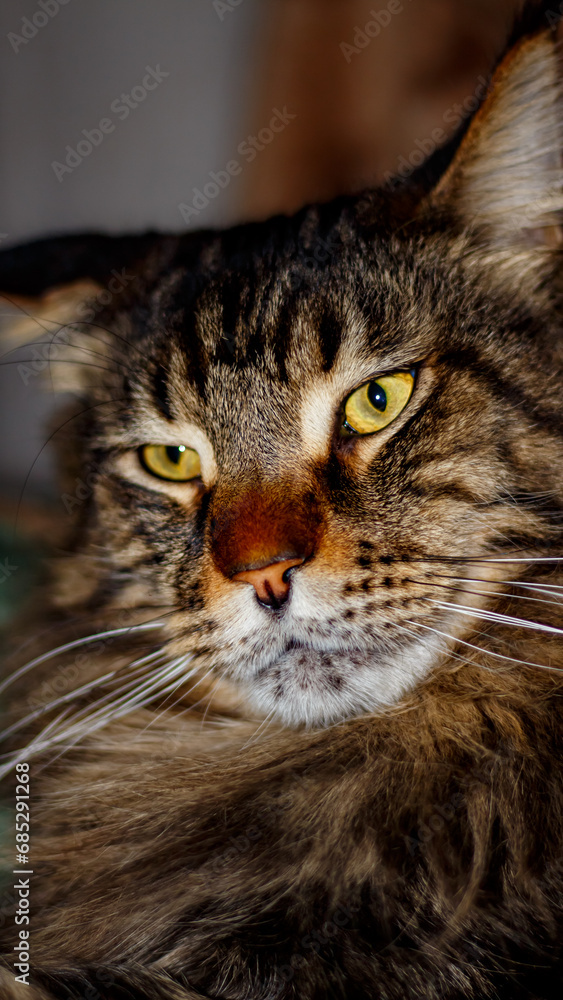 Portrait of a serious gray Maine Coon cat named Fedor